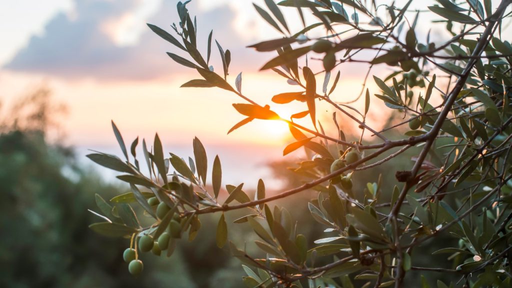 Parga | Agia | Anthousa | Trycorfor - their infinite Olive yards