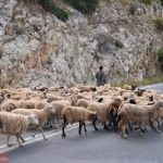 Geiten en Schapenherders in de Epirus